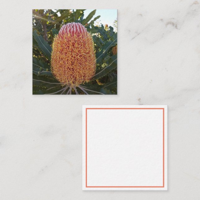 Cartão de abrigo para flores de Banksia (Frente/Verso)