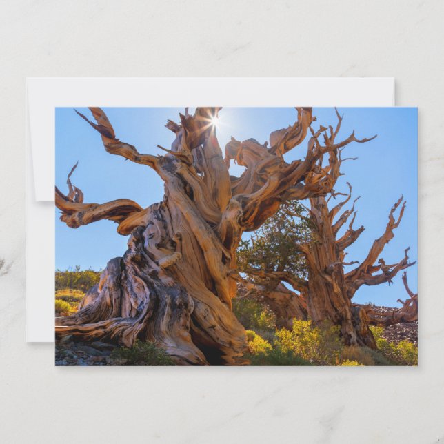 Cartão De Agradecimento A Árvore Sentinel (Frente)