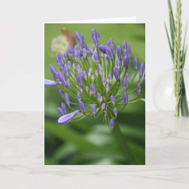 Cartão De Agradecimento African Lily Card (Frente)