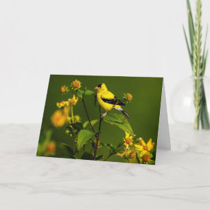 Cartão De Agradecimento American Goldfinch