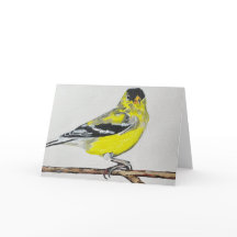 American Goldfinch