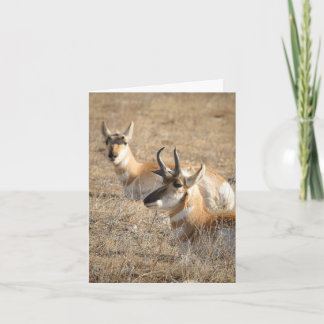 Cartão de Agradecimento Antelope Morning