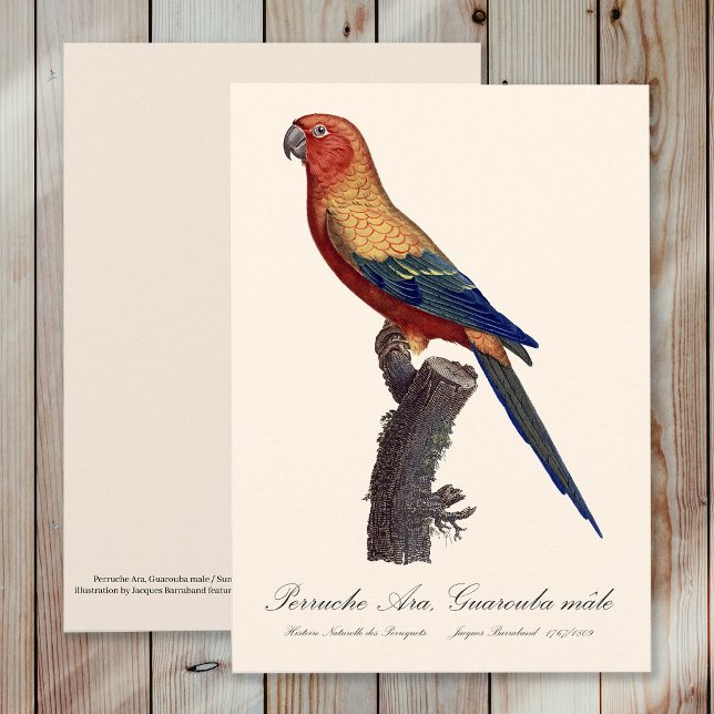 Cartão De Agradecimento Aratinga-sol, Aratinga Solstitialis (Sun Parakeet Male, Aratinga Solstitialis. Thank You Card)