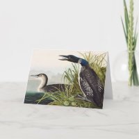 Arte da Natureza com Ave Mergulhão-do-commons Vint