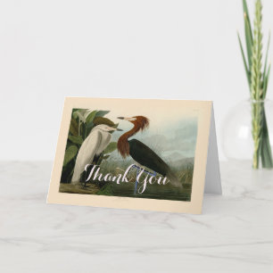 Cartão De Agradecimento Arte de Pássaro: Gravura do Garça Roxa de Audubon: