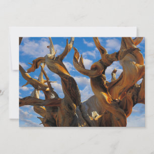 Cartão De Agradecimento Árvore do Pinheiro Bristlecone