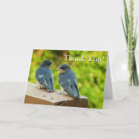 Baby Barn Swallow Natureza Obrigado