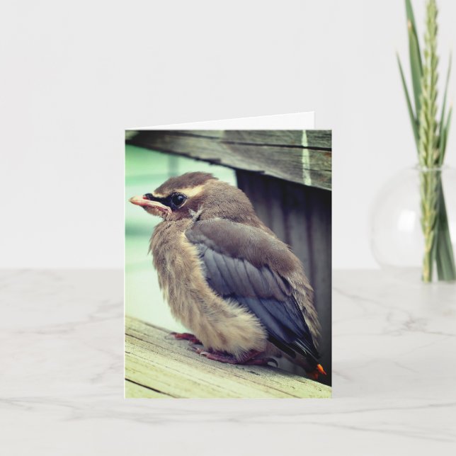Cartão De Agradecimento Baby Cedar Waxwing Bird Nature Note Card (Frente)