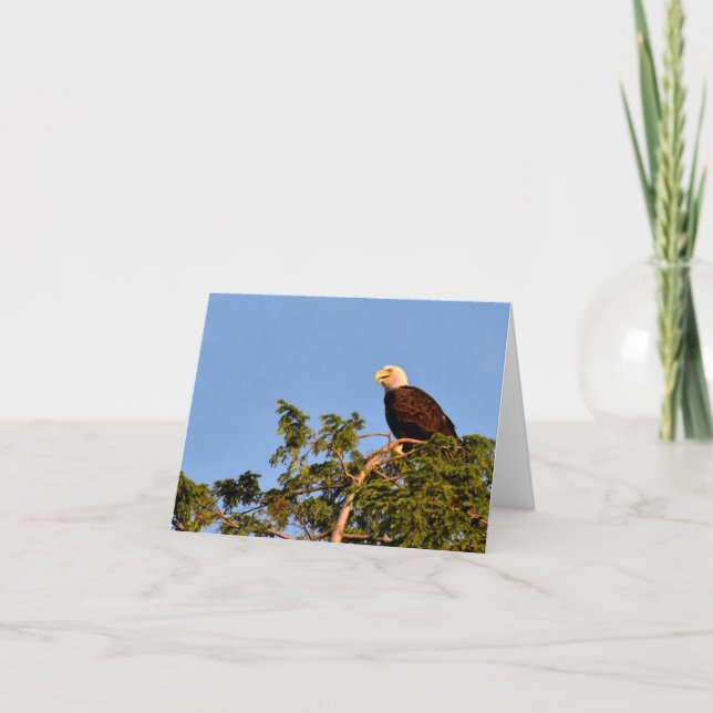 Cartão De Agradecimento Bald Eagle #1 - Blank Note Card (Frente)