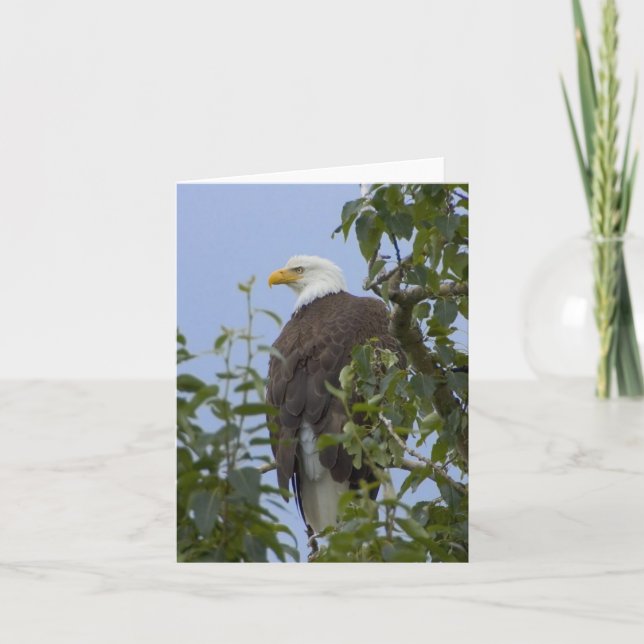 Cartão De Agradecimento Bald Eagle Greeting Card (Frente)