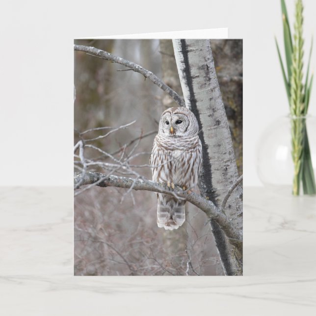 Cartão De Agradecimento Barred Owl Bird Wildlife Vazio Notecard (Frente)