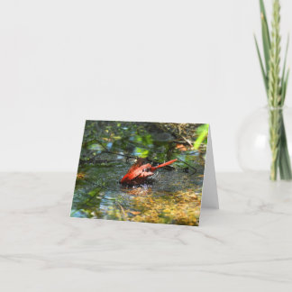 Cartão De Agradecimento Bath Time in Red (Cardinal #1) - Blank Note Card