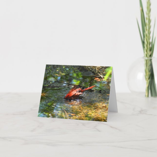 Cartão De Agradecimento Bath Time in Red (Cardinal #1) - Blank Note Card (Frente)