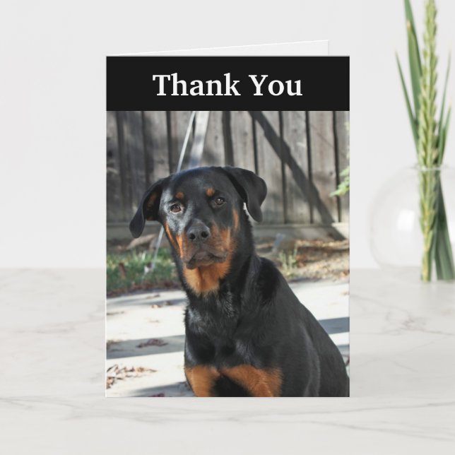 Cartão De Agradecimento Beautiful Rottweiler Thank You Card (Frente)