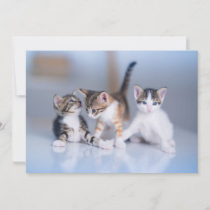 Cartão De Agradecimento Bebês Mais Pobres 3 Gatinhos Tabby