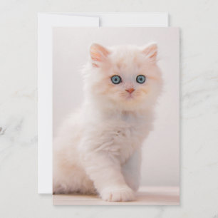 Cartão De Agradecimento Bebês Mais Pobres   Azul-Kitten
