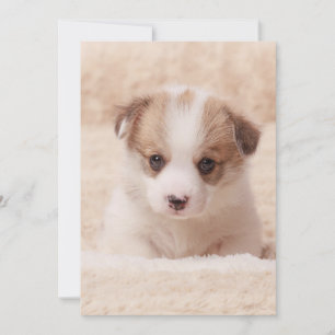 Cartão De Agradecimento Bebês Mais Pobres Baby Corgi