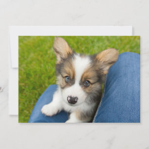 Cartão De Agradecimento Bebês Mais Pobres   Baby Corgi no meu colo