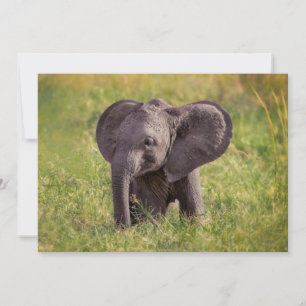 Cartão De Agradecimento Bebês Mais Pobres Baby Elephant Kenya Africa