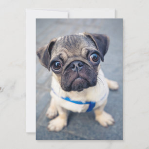 Cartão De Agradecimento Bebês Mais Pobres   Baby Pug