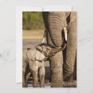 Cartão De Agradecimento Bebês Mais Pobres Bebê Elefante e mamã