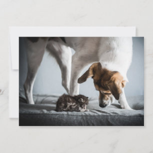 Cartão De Agradecimento Bebês Mais Pobres   Bebê Kitten e Cachorro