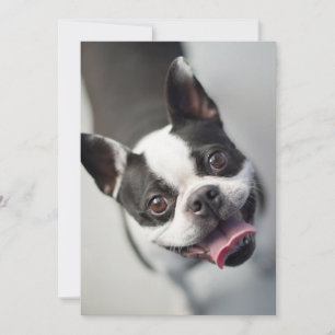 Cartão De Agradecimento Bebês Mais Pobres Boston Buldog Smile