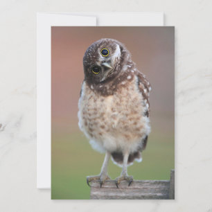 Cartão De Agradecimento Bebês Mais Pobres Burrowing Owlet