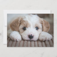 Bebês Mais Pobres | Cavashon Puppy