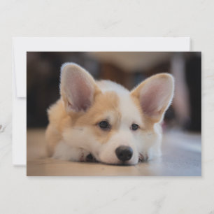 Cartão De Agradecimento Bebês Mais Pobres   Corgi-Puppy com sono