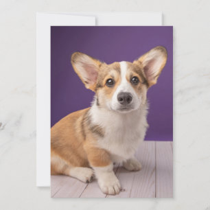 Cartão De Agradecimento Bebês Mais Pobres   Corgi Puppy em roxo