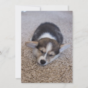 Cartão De Agradecimento Bebês Mais Pobres   Corgi Puppy em Shag Rug