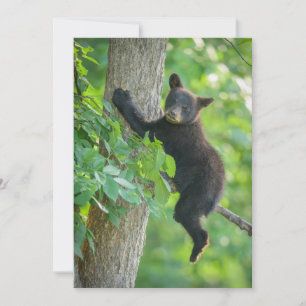 Cartão De Agradecimento Bebês Mais Pobres   Cubo-Urso Negro