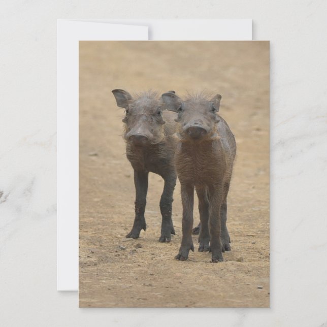 Cartão De Agradecimento Bebês Mais Pobres | Dois Jovens Warthogs (Frente)