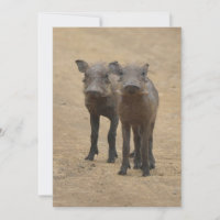 Bebês Mais Pobres | Dois Jovens Warthogs
