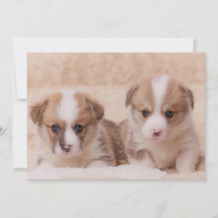 Cartão De Agradecimento Bebês Mais Pobres   Duas Estuppias De Corgi