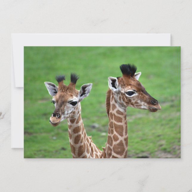 Cartão De Agradecimento Bebês Mais Pobres | Duas Girafas Bebidas (Frente)