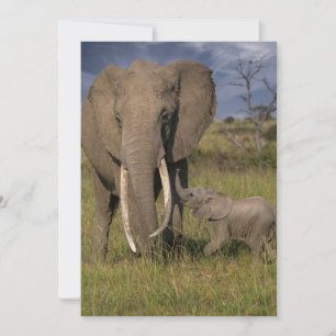 Cartão De Agradecimento Bebês Mais Pobres   Elefante Amama Com Bebê