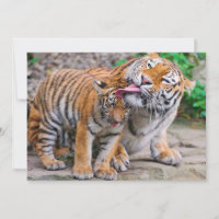 Bebês Mais Pobres | Família de Tigres Siberianos