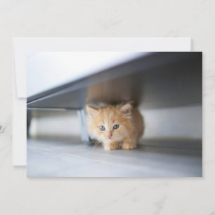 Cartão De Agradecimento Bebês Mais Pobres   Fluffy Orange Kitten