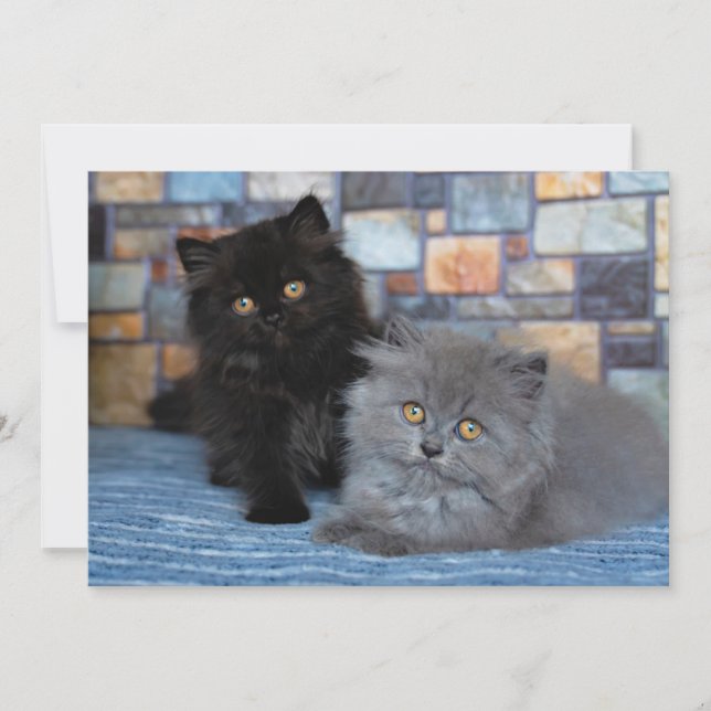 Cartão De Agradecimento Bebês Mais Pobres | Gatinhos Persa em Aberto (Frente)