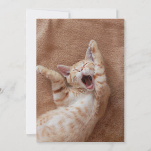 Cartão De Agradecimento Bebês Mais Pobres   Ginger Kitten Yawning
