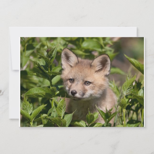 Cartão De Agradecimento Bebês Mais Pobres | Kit Fox (Frente)