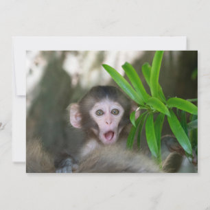 Cartão De Agradecimento Bebês Mais Pobres   Macaco surpreso na neve