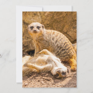 Cartão De Agradecimento Bebês Mais Pobres Meerkats para Jovens