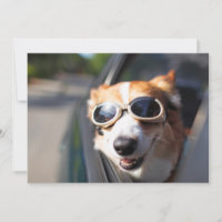 Bebês Mais Pobres | Óculos de Corgi no carro