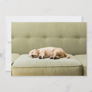Cartão De Agradecimento Bebês Mais Pobres Ouro Retriever Puppy 2