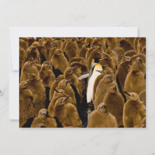 Cartão De Agradecimento Bebês Mais Pobres   Pinguim Entre Jovens