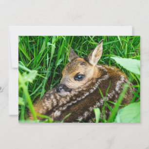 Cartão De Agradecimento Bebês Mais Pobres   Roe Deer Baby