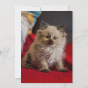 Cartão De Agradecimento Bebês Mais Pobres   Siamese Kitten